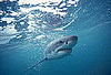 Sharks