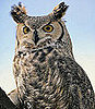 Horned Owl 