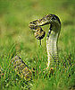 Rattlesnake