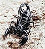 Scorpion