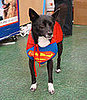 Super Dog! 