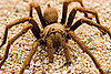 Tarantula