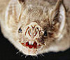 Vampire Bat