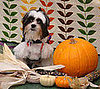 Witchy-Poo