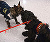 The Wolfman and Zorro Play Chase Me 