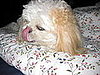licking her button nose