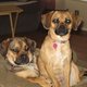 pugglelover's picture