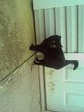 Sheba!