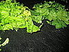 Lettuce and cilantro await tossing.