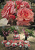 The Flowers