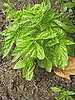Fresh basil!