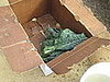 The start of my collard green harvest. 