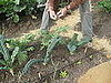 Kelsey, the garden educator teaches me how to harvest. 