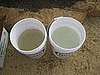After a bunch of greens is harvested, you give it a double dip, first in the left bucket of water and next in the right bucket. 