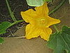 A blooming squash blossom is absolutely beautiful. 