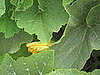A growing squash blossom. 