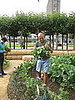 A volunteer works on the harvest. 