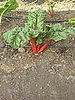 The vibrant stems of red chard remind me of Christmas. 
