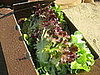 After harvesting the collard greens, I washed this box of lettuce heads. 