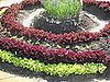 In neat circles, the vegetables look pretty. 