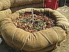 The compost heap. 