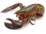 Summer Clambake