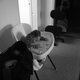 Shannikan's picture
