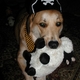 moocowz's picture
