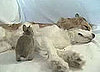 Dog Nurses Baby Bunnies to Health 