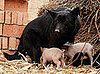 Orphaned Piglets Love Foster Mom, Too 