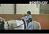 Horse Hero Helps Disease-Stricken Boy