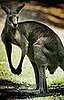 Dog Scares Away Meany Kangaroo 