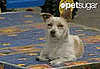 Plucky Leo Saves Lucky Kittens 