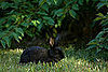 Pet Rabbit Alerts Family to Fire 