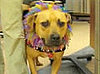 Former Vick Dog Puts Pitty Paws to Therapy 