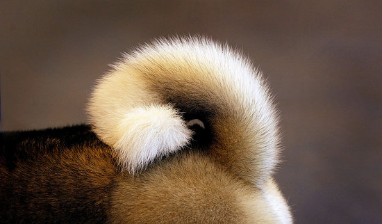 Guess What Breed?