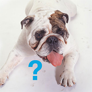 The Scoop: Top 10 Dog Breeds of 2008