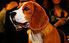 5. Beagle