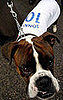 6. Boxer