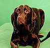 1. Labrador Retriever