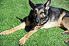 3. German Shepherd