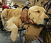 4. Golden Retriever 