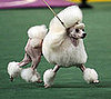 9. Poodle