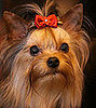 2. Yorkshire Terrier