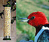 Mesh Cling Feeder and Peanuts