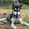Breed Spotlight: Alaskan Klee Kai