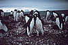 Adelie Penguins