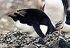 Macaroni Penguins