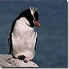 Snares Island Penguins
