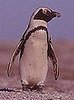 African Penguins